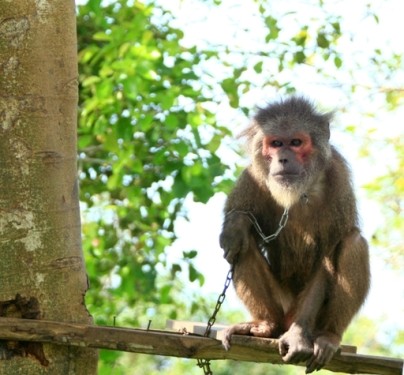 Một con khỉ bị cầm tù, đối xử tàn nhẫn, ngay tại một Vườn Quốc gia ở Kiên Giang